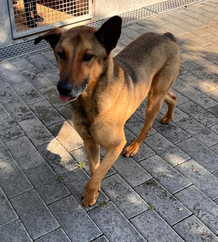 ULISSE  LUPETTO SENZA CODINO