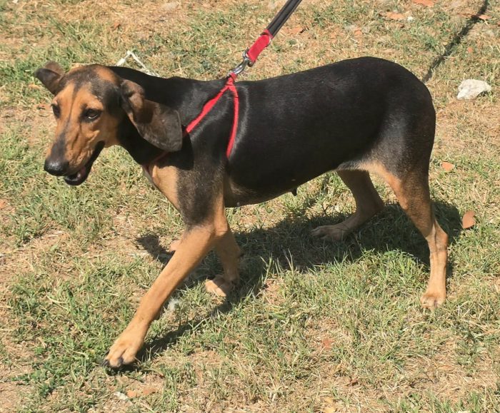 Urania 3 anni segugio italiano