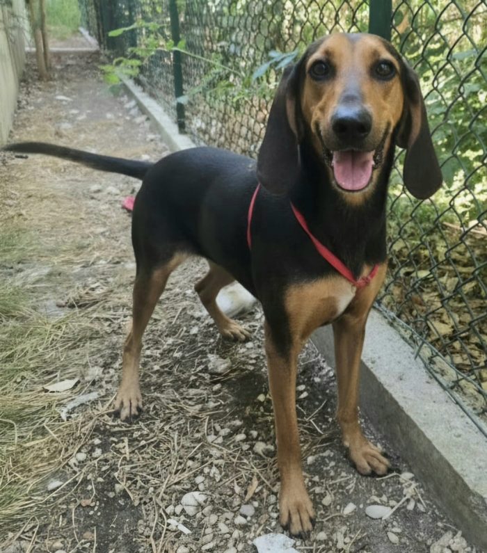 Urania 3 anni segugio italiano