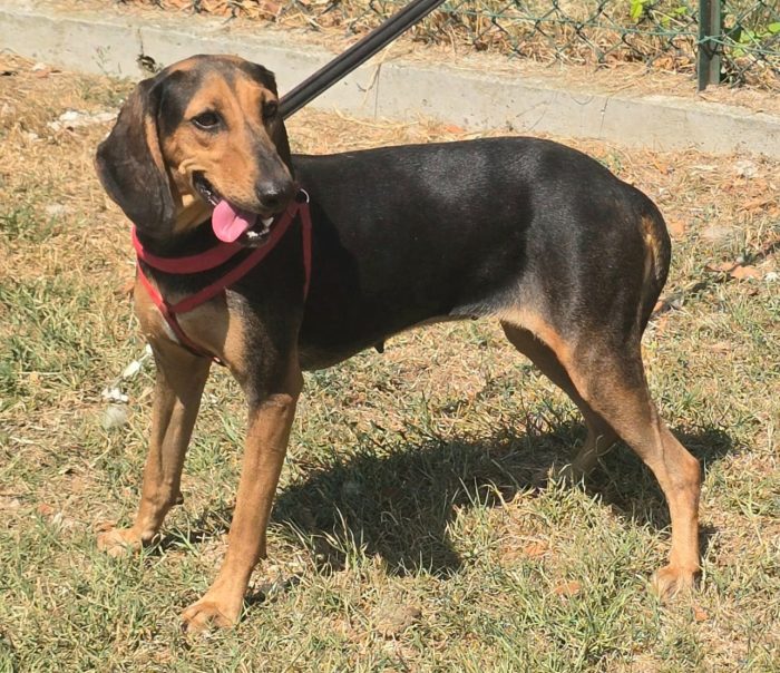 Urania 3 anni segugio italiano