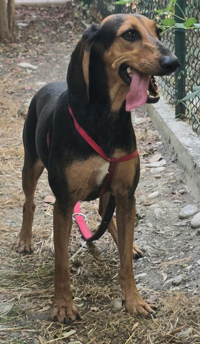 Urania 3 anni segugio italiano - media 5