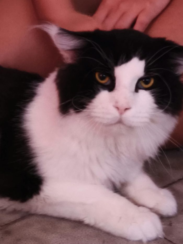 Simil Maine Coon rimasto solo