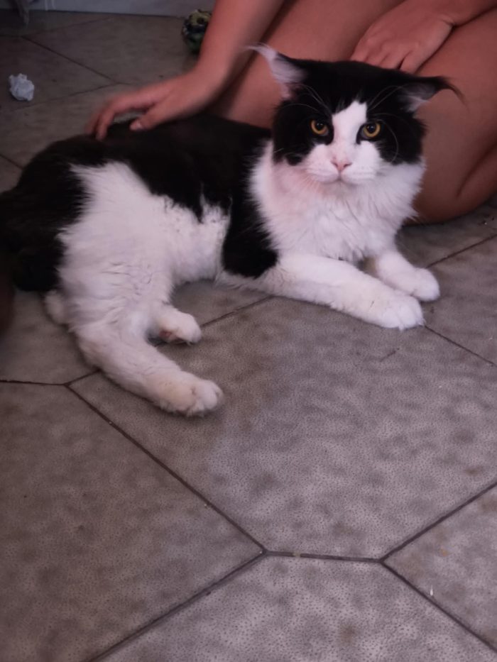 Simil Maine Coon rimasto solo