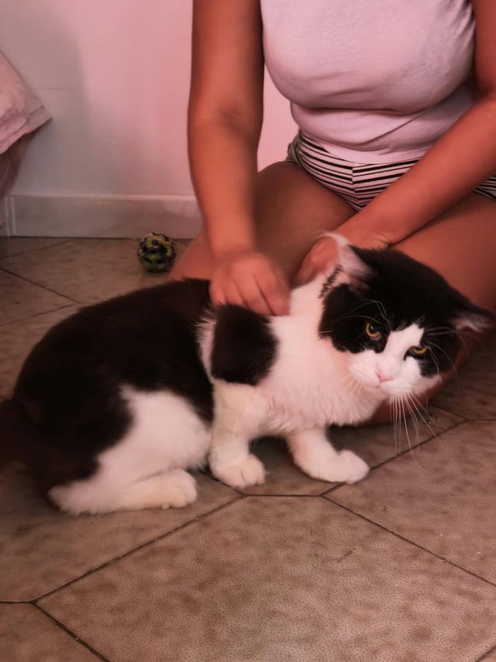 Simil Maine Coon rimasto solo