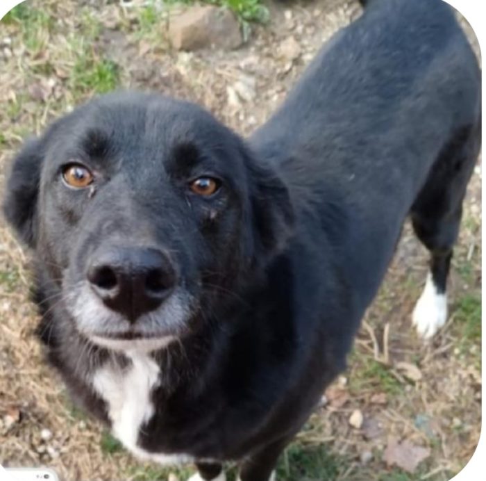 Lucy 4anni e 1/2 ok gatti salvata da avvelenamento quasi 1anno fa SOS CASA AVELLINO