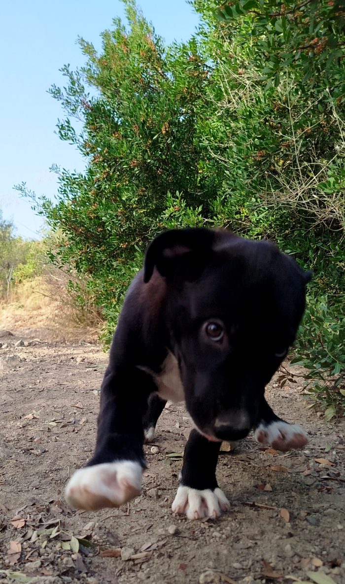 Max, mix Maremmano