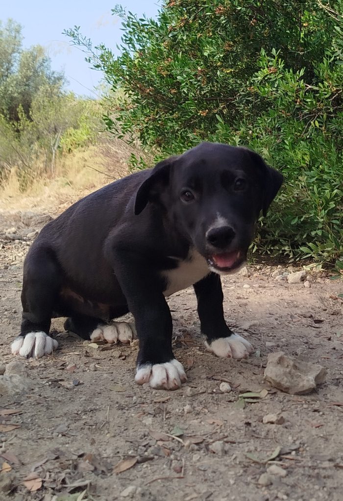 Max, mix Maremmano