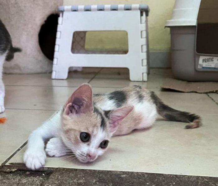 Stella, 2 mesi: piccola ma con un caratterino!