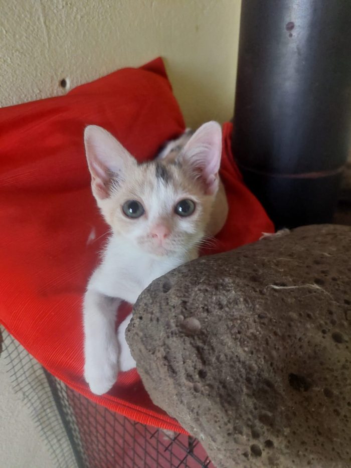 Stella, 2 mesi: piccola ma con un caratterino!