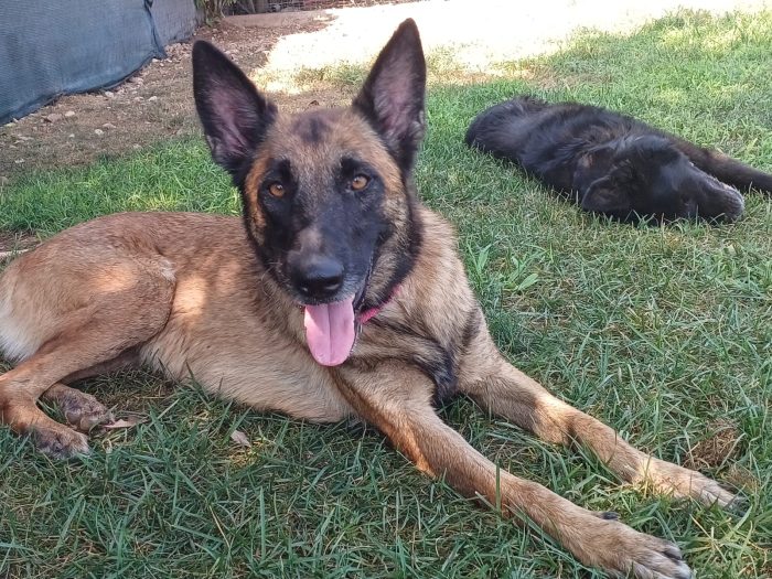 LAIKA, Pastore Belga Malinois, adozione del cuore