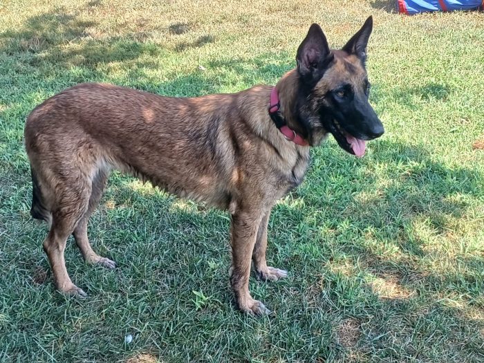 LAIKA, Pastore Belga Malinois, adozione del cuore