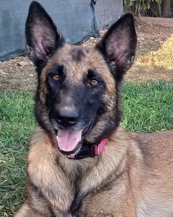 LAIKA, Pastore Belga Malinois, adozione del cuore