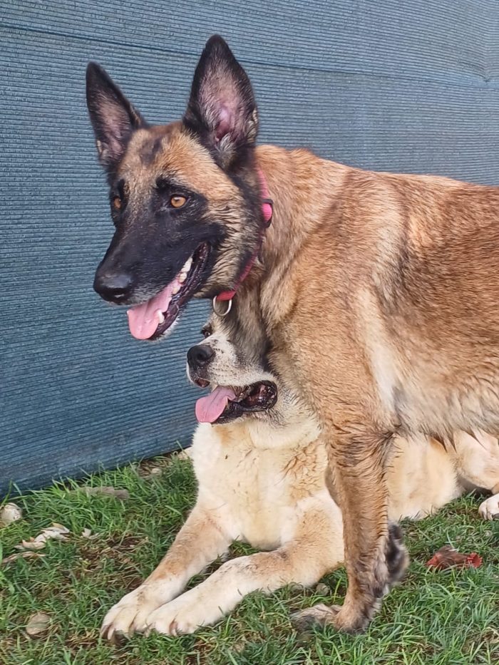 LAIKA, Pastore Belga Malinois, adozione del cuore - media 5