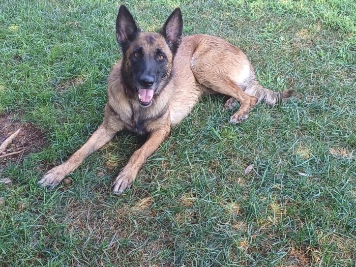 LAIKA, Pastore Belga Malinois, adozione del cuore - media 6