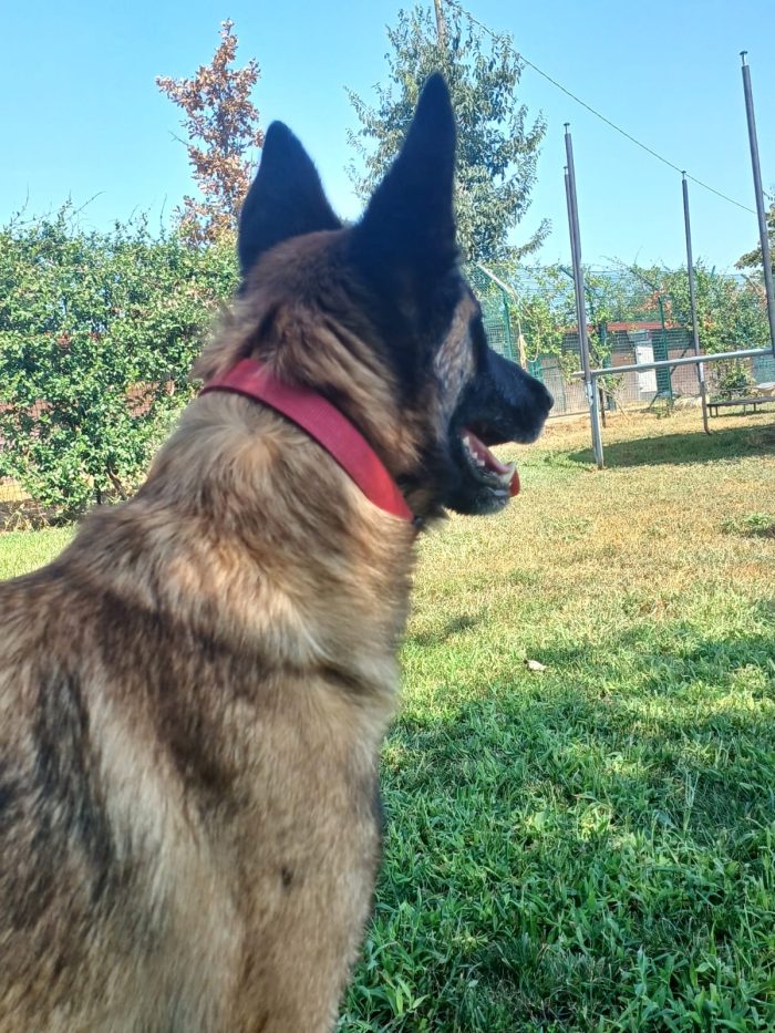 LAIKA, Pastore Belga Malinois, adozione del cuore - media 7