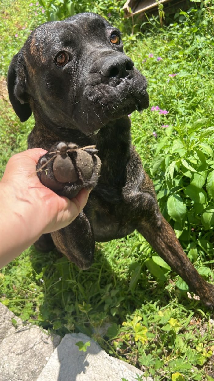 Corso tigrato 2anni ubbidiente SOS DEVE TROVARE CASA AIUTIOOO CAMPANIA