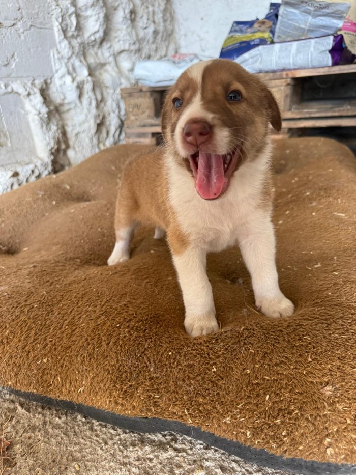 🐾❤️CUCCIOLO  OTTO CERCA LA SUA FAMIGLIA PER SEMPRE ❤️🐾