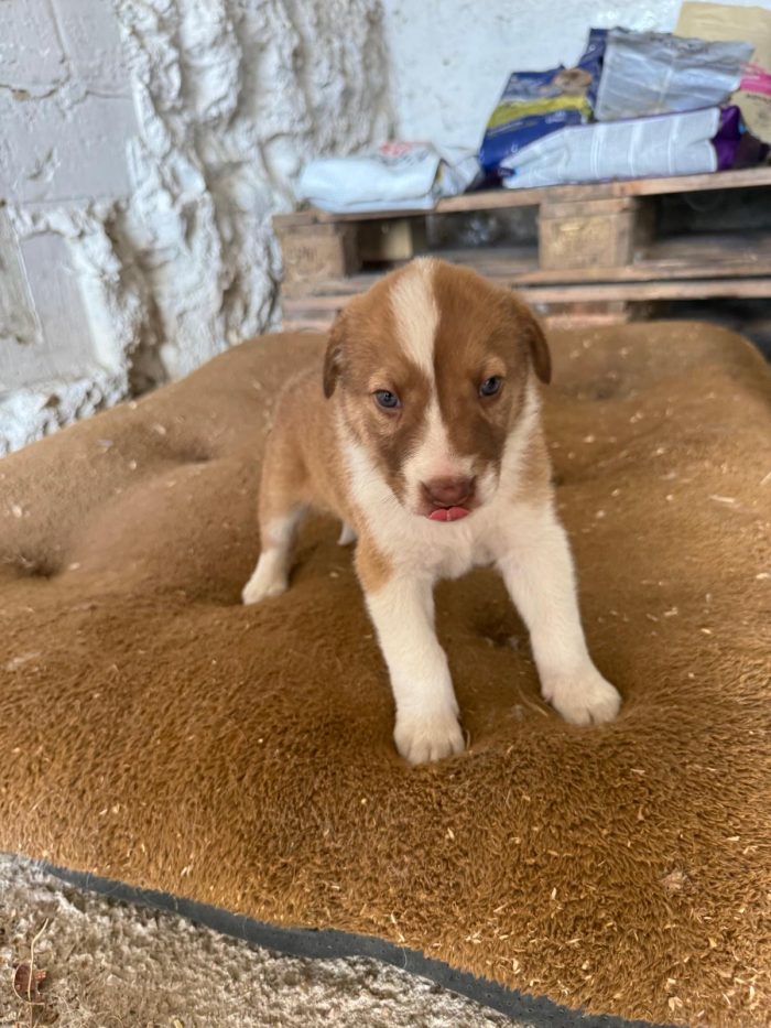 🐾❤️CUCCIOLO  OTTO CERCA LA SUA FAMIGLIA PER SEMPRE ❤️🐾