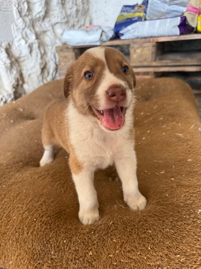 🐾❤️CUCCIOLO  OTTO CERCA LA SUA FAMIGLIA PER SEMPRE ❤️🐾 - media 4