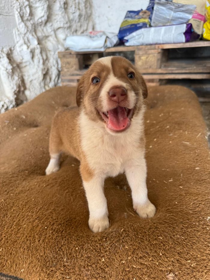 🐾❤️CUCCIOLO  OTTO CERCA LA SUA FAMIGLIA PER SEMPRE ❤️🐾
