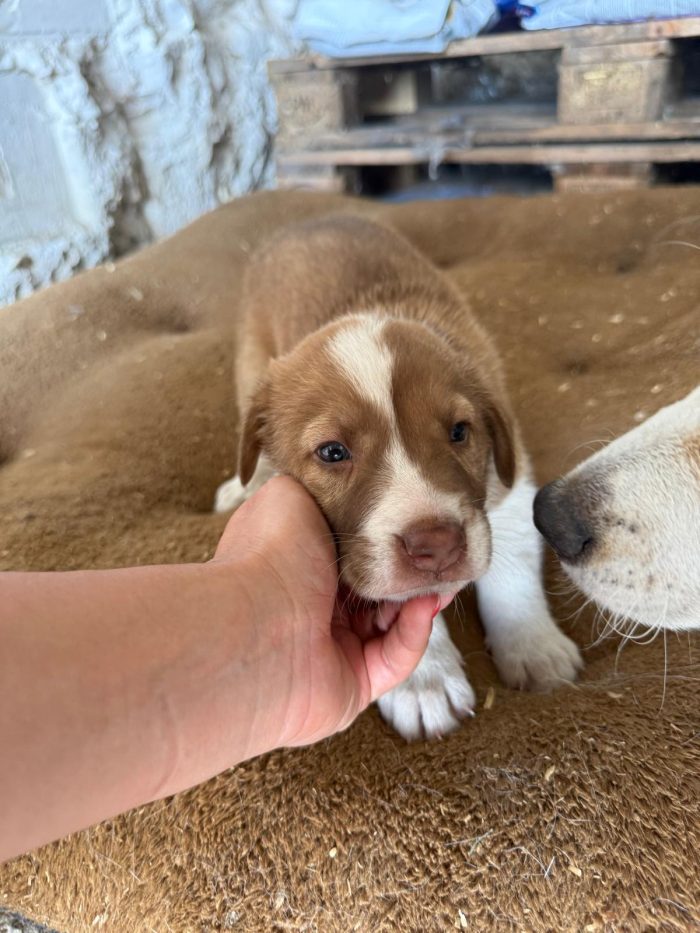 🐾❤️CUCCIOLO  OTTO CERCA LA SUA FAMIGLIA PER SEMPRE ❤️🐾 - media 5