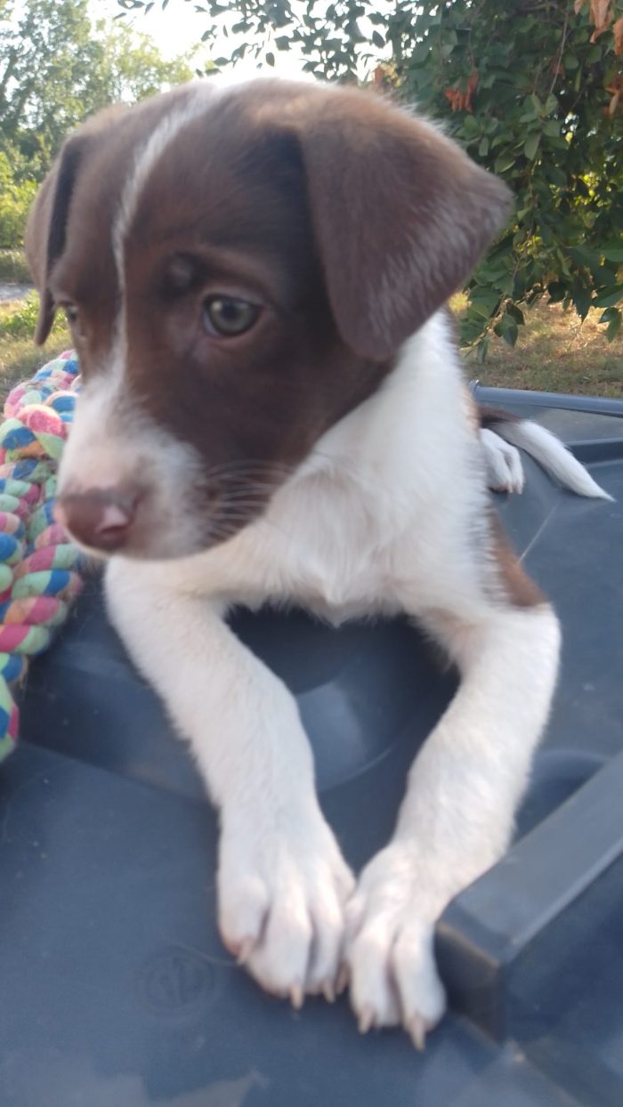 💝 TENERA CUCCIOLA  ERA, MERAVIGLIOSA, CERCA CONDIVISIONI E ADOZIONE 🏠