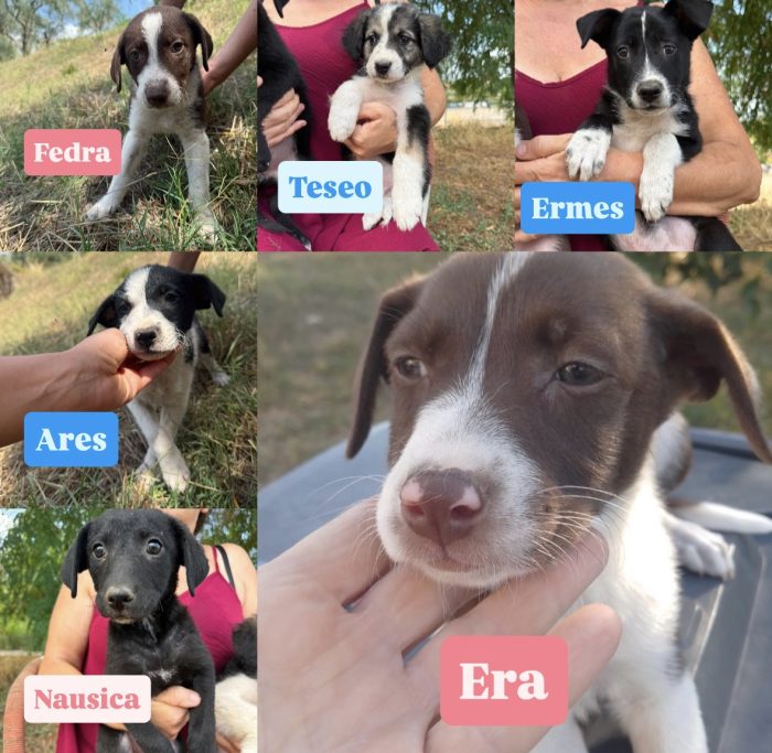 💝 TENERA CUCCIOLA  ERA, MERAVIGLIOSA, CERCA CONDIVISIONI E ADOZIONE 🏠