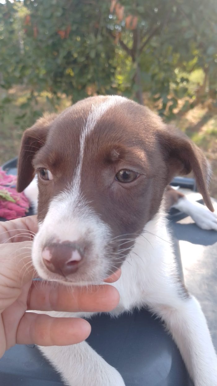 💝 TENERA CUCCIOLA  ERA, MERAVIGLIOSA, CERCA CONDIVISIONI E ADOZIONE 🏠