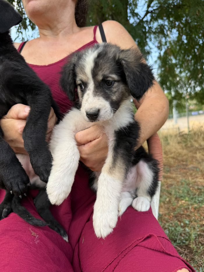 💙 MERAVIGLIOSO CUCCIOLO, CERCA CONDIVISIONI E ADOZIONE 🏠