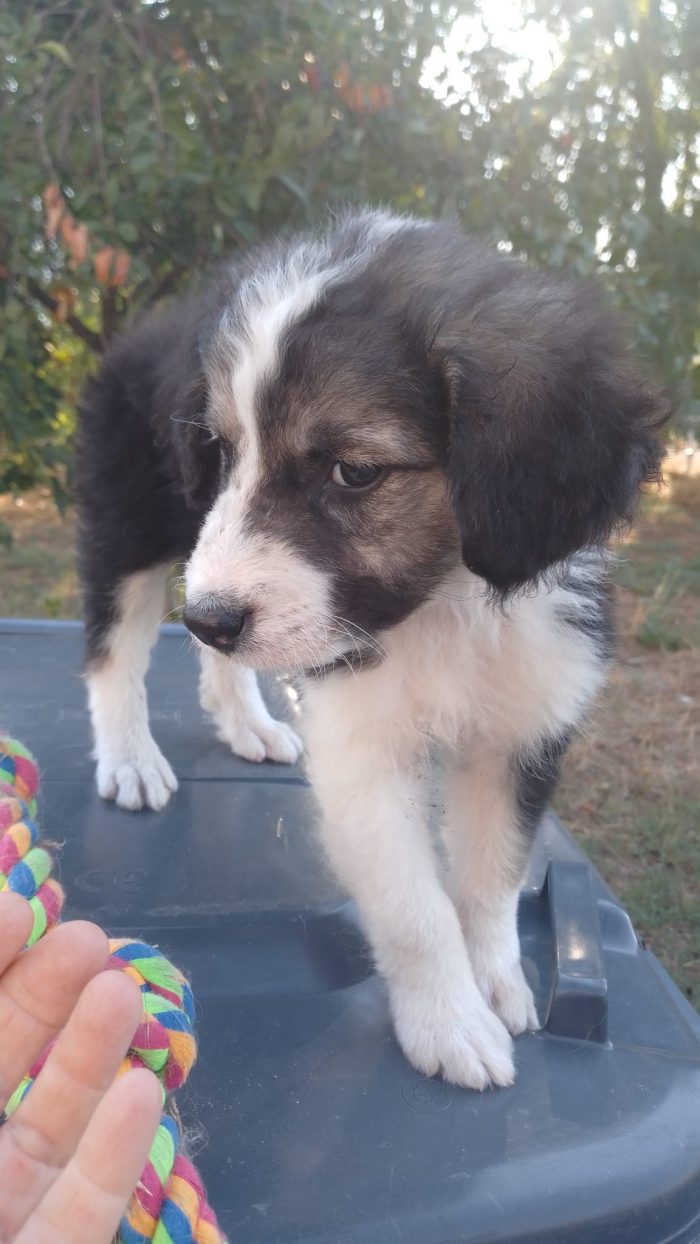 💙 MERAVIGLIOSO CUCCIOLO, CERCA CONDIVISIONI E ADOZIONE 🏠 - media 4