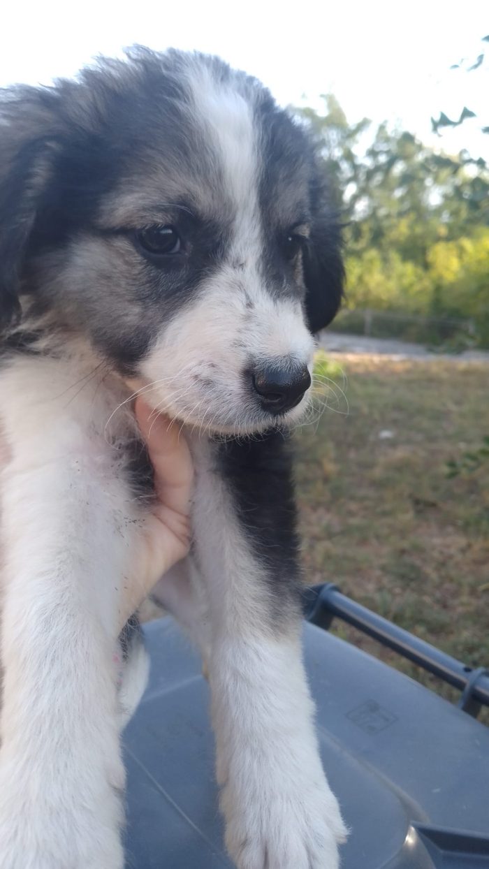 💙 MERAVIGLIOSO CUCCIOLO, CERCA CONDIVISIONI E ADOZIONE 🏠 - media 5