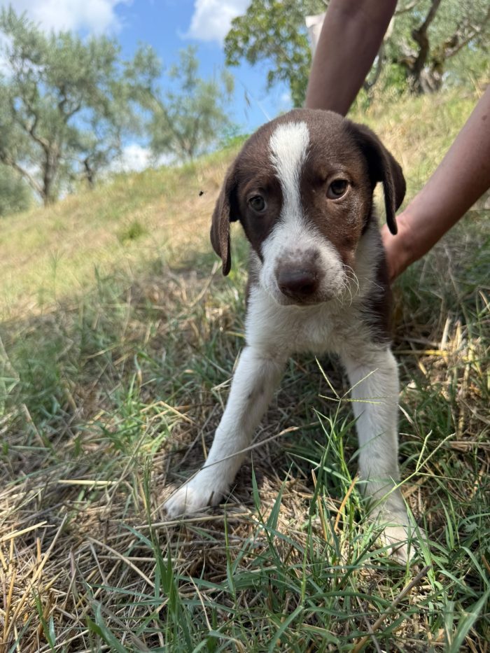 💖SPLENDIDA DOLCE CUCCIOLA FEDRA, CERCA CONDIVISIONI E ADOZIONE 🏠