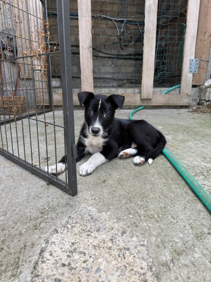 🩵CUCCIOLINO ERMES DOLCE E SPLENDIDO  CERCA CONDIVISIONI E ADOZIONE 🏠