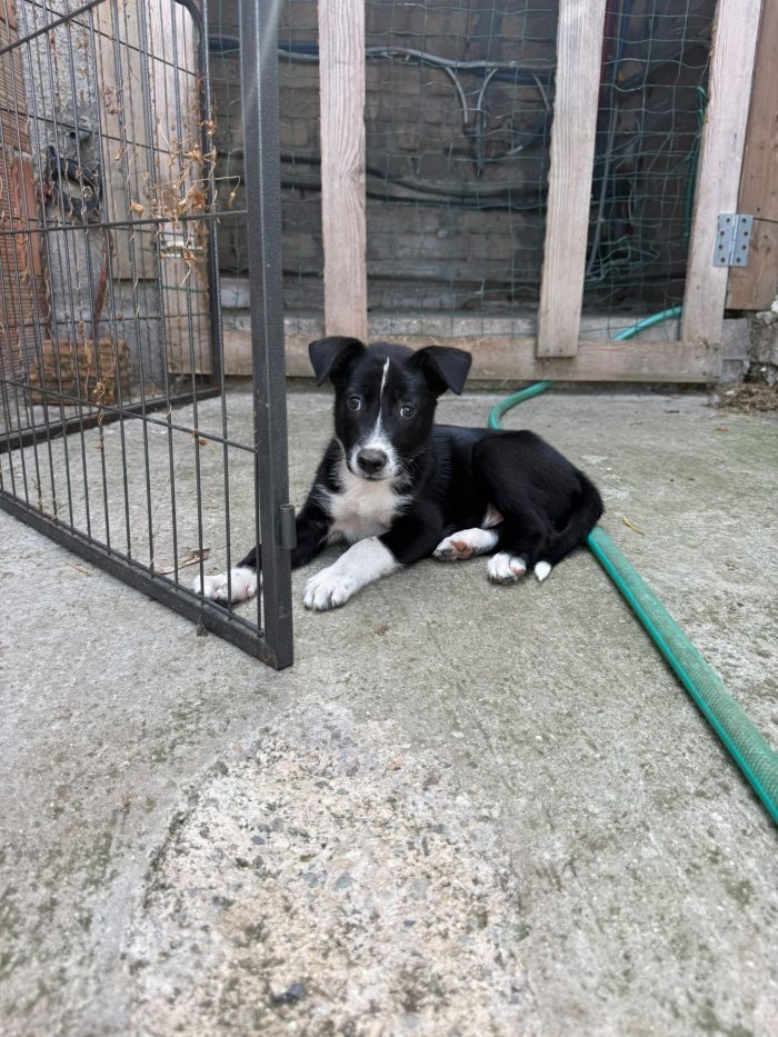 🩵CUCCIOLINO ERMES DOLCE E SPLENDIDO  CERCA CONDIVISIONI E ADOZIONE 🏠