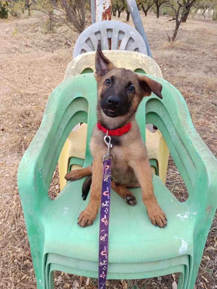 Simil-pastore Malinois cerca casa