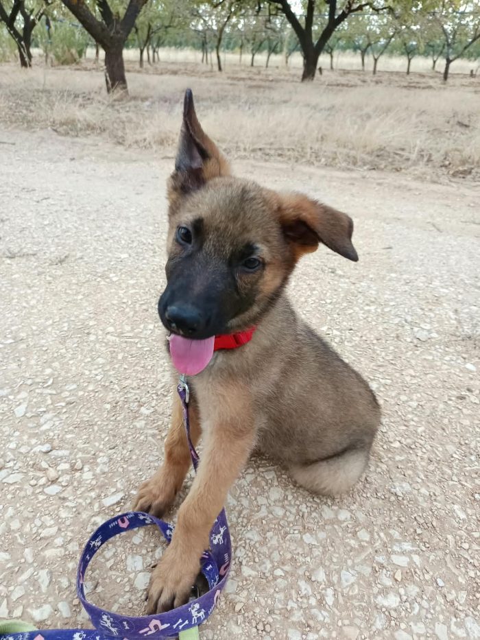 Simil-pastore Malinois cerca casa