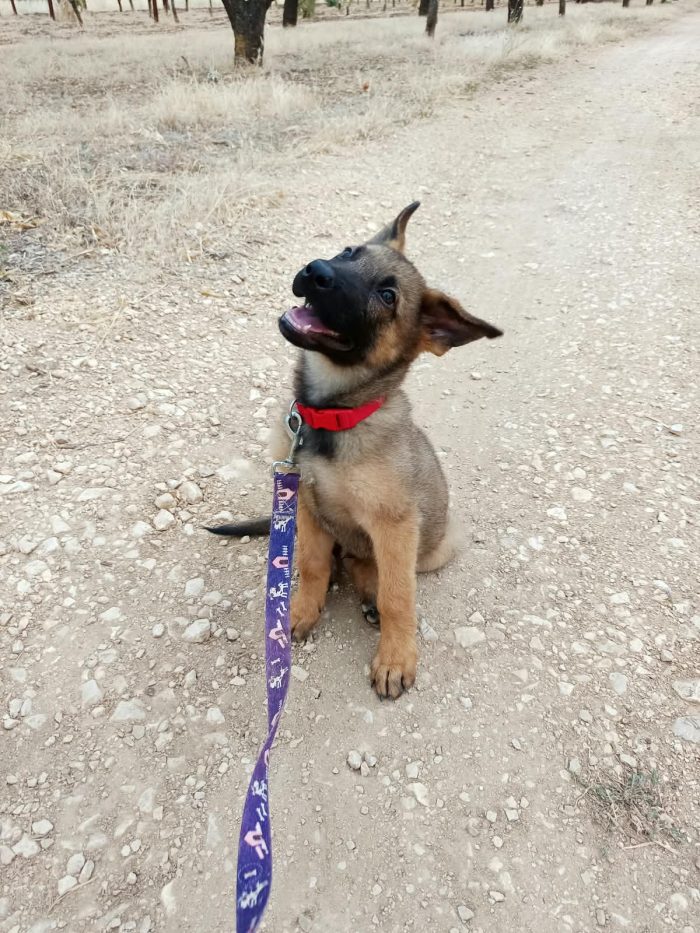 Simil-pastore Malinois cerca casa