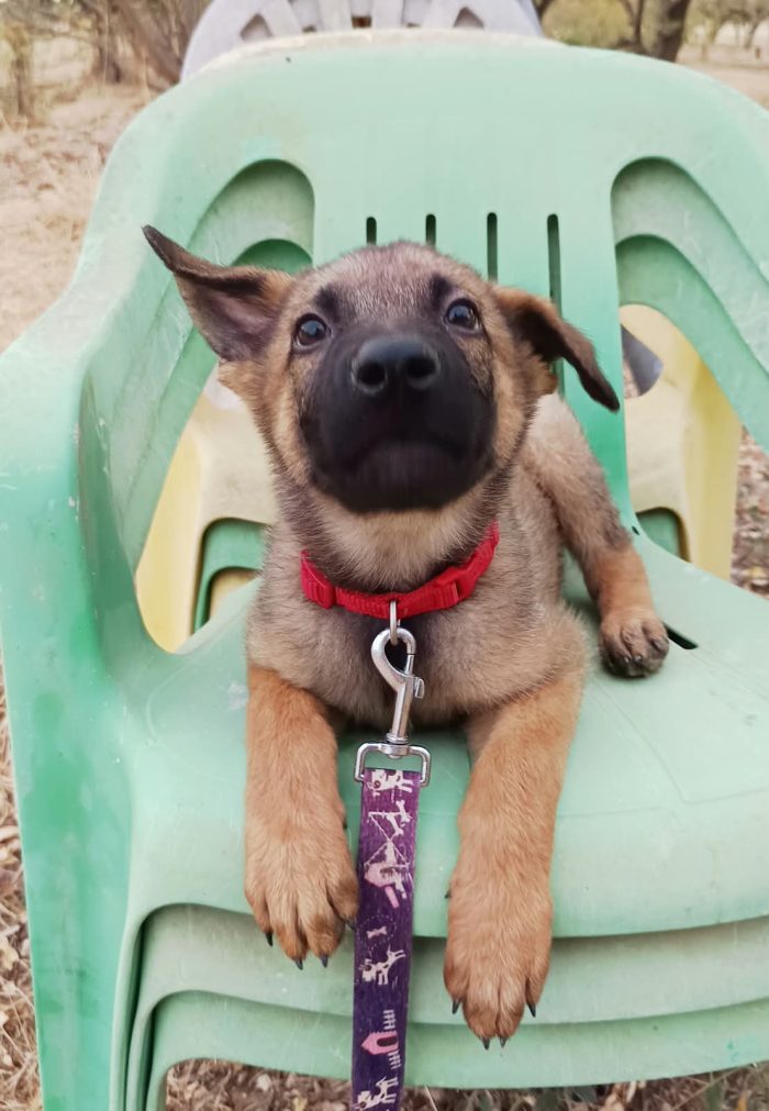 Simil-pastore Malinois cerca casa - media 4