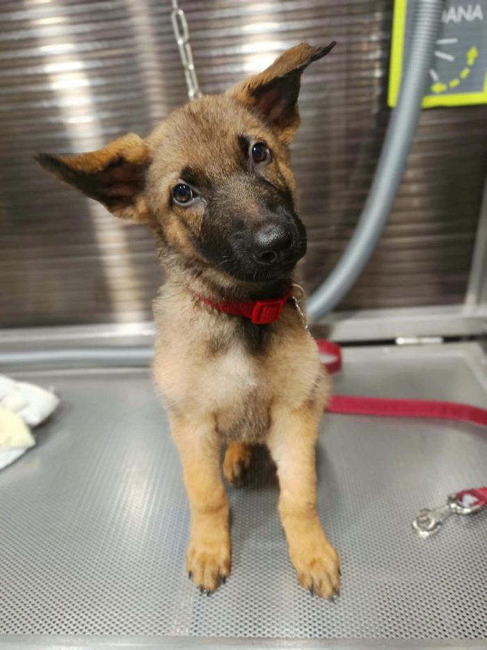 Simil-pastore Malinois cerca casa - media 5