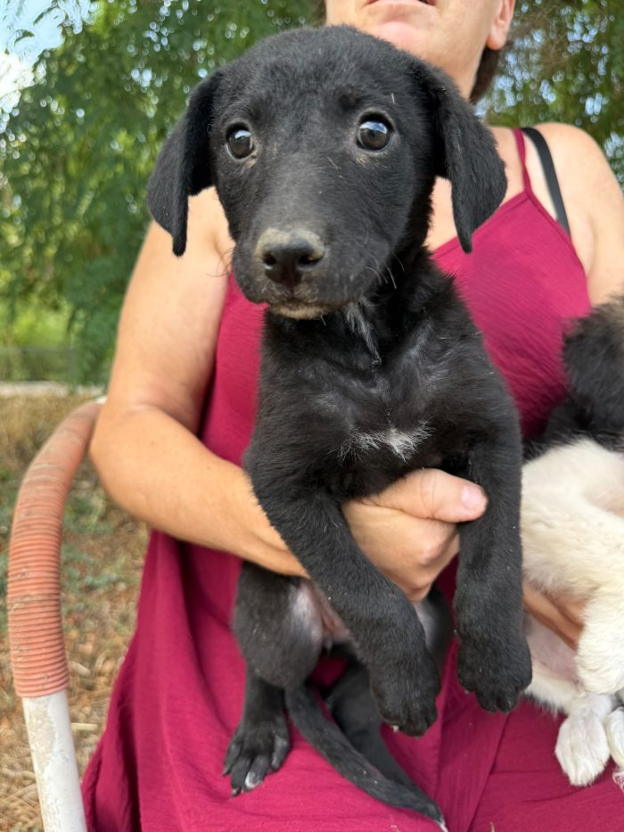 💖 SPLENDIDA DOLCE CUCCIOLA NAUSICA , CERCA CONDIVISIONI E ADOZIONE 🏠