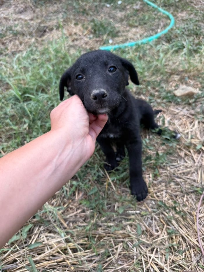 💖 SPLENDIDA DOLCE CUCCIOLA NAUSICA , CERCA CONDIVISIONI E ADOZIONE 🏠 - media 4