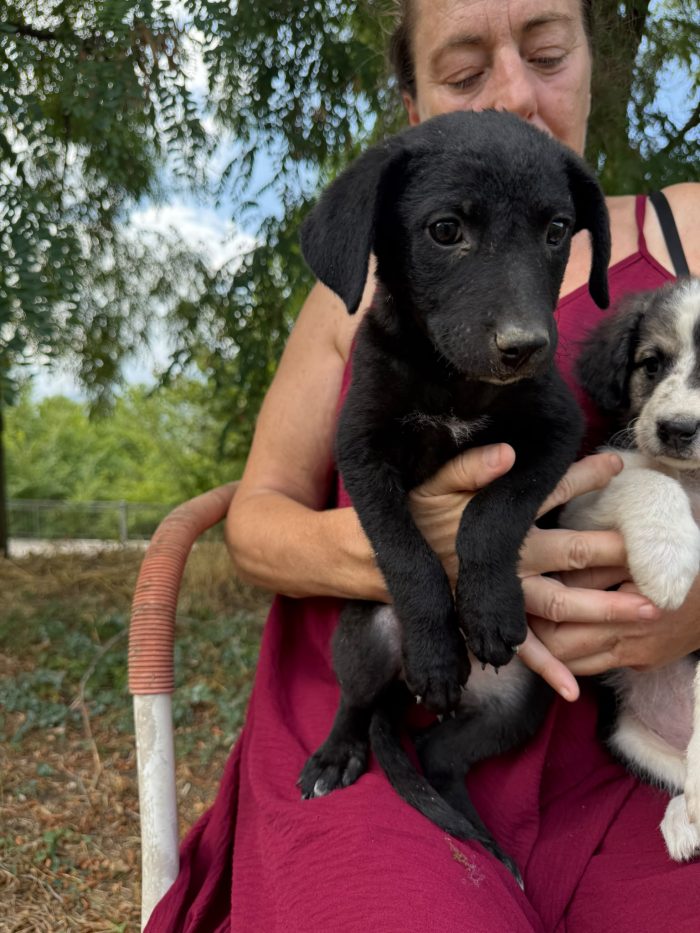 💖 SPLENDIDA DOLCE CUCCIOLA NAUSICA , CERCA CONDIVISIONI E ADOZIONE 🏠 - media 5