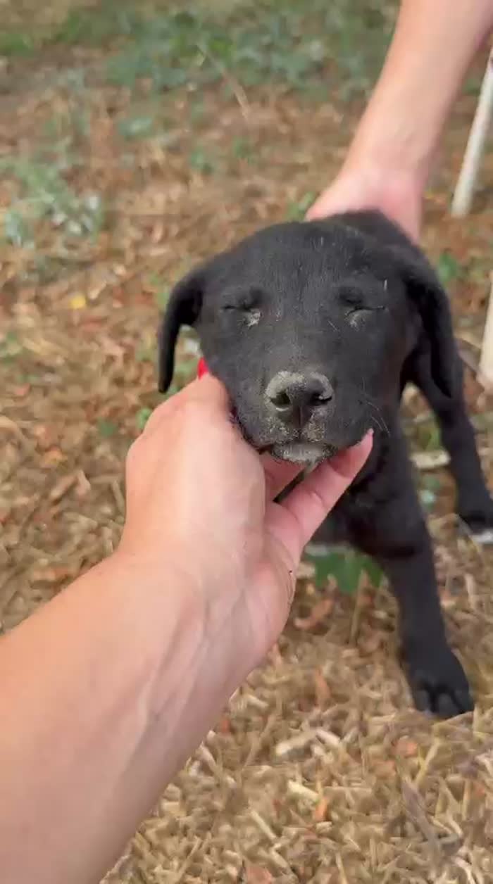 💖 SPLENDIDA DOLCE CUCCIOLA NAUSICA , CERCA CONDIVISIONI E ADOZIONE 🏠 - media 7