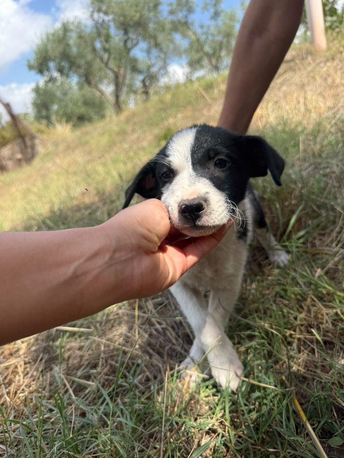 💙MERAVIGLIOSO CUCCIOLO ARES, CERCA CONDIVISIONI E ADOZIONE 🏠