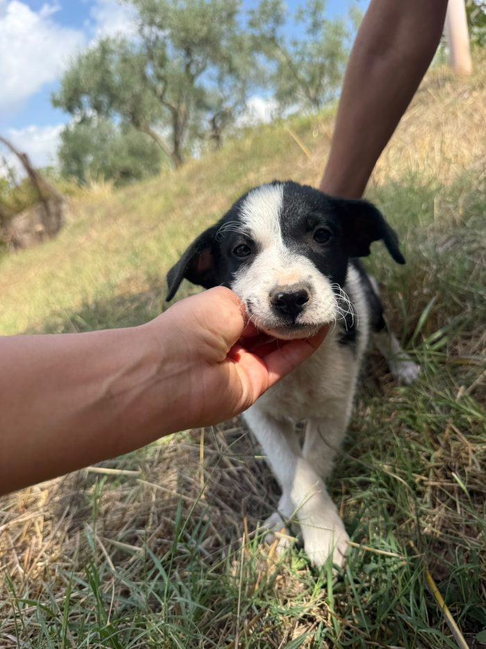 💙MERAVIGLIOSO CUCCIOLO ARES, CERCA CONDIVISIONI E ADOZIONE 🏠