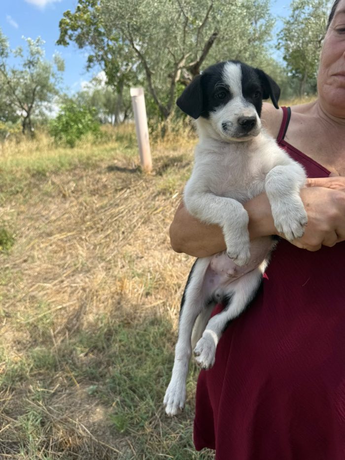 💙MERAVIGLIOSO CUCCIOLO ARES, CERCA CONDIVISIONI E ADOZIONE 🏠