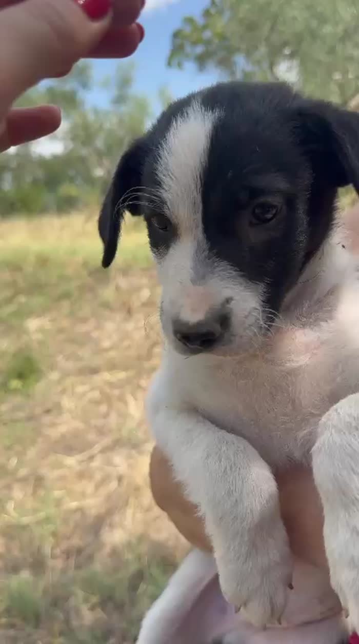 💙MERAVIGLIOSO CUCCIOLO ARES, CERCA CONDIVISIONI E ADOZIONE 🏠 - media 5