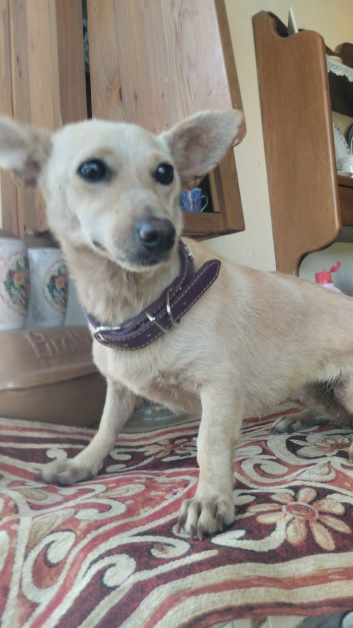 🌸💕MERAVIGLIOSA DOLCE PICCOLA CAGNOLINA BERTA , CERCA  ADOZIONE 🏠 - media 5