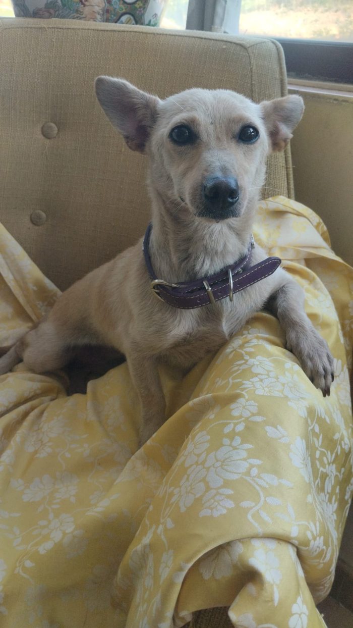 🌸💕MERAVIGLIOSA DOLCE PICCOLA CAGNOLINA BERTA , CERCA  ADOZIONE 🏠 - media 4