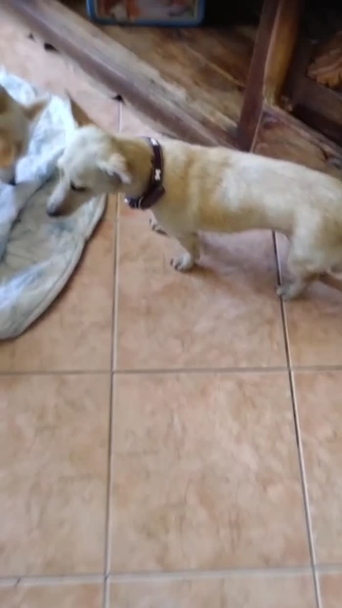 🌸💕MERAVIGLIOSA DOLCE PICCOLA CAGNOLINA BERTA , CERCA  ADOZIONE 🏠 - media 10
